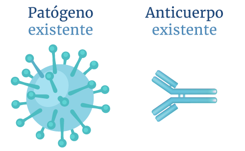 Cada uno de los anticuerpos que tiene el sistema inmune est� entrenado para reconocer un ant�geno espec�fico