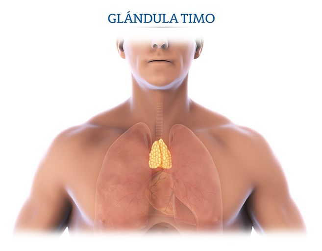 Ubicaci�n del timo. Miastenia gravis
